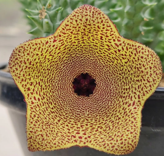 Huernia 'Typhoon' hybrid seeds