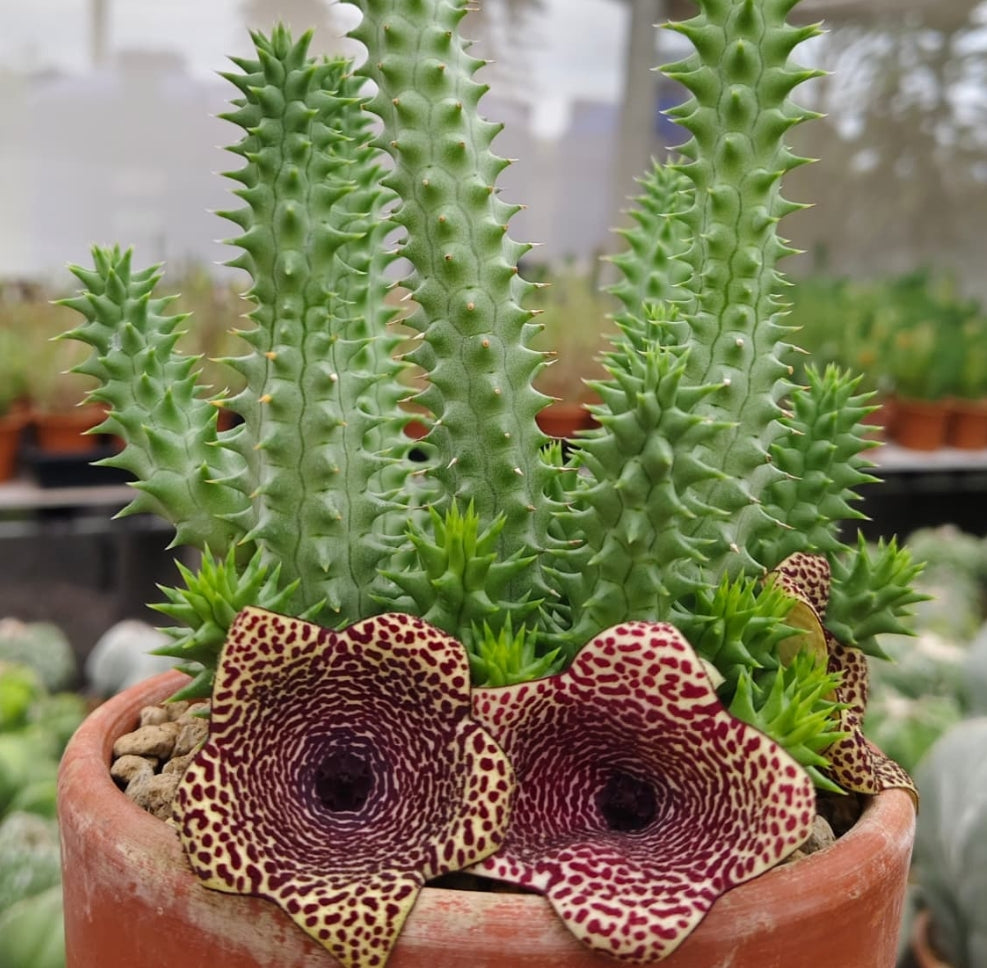 Huernia 'Tornado' hybrid seeds