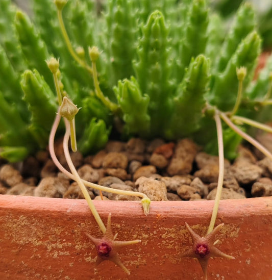 Stapelia parvula seeds