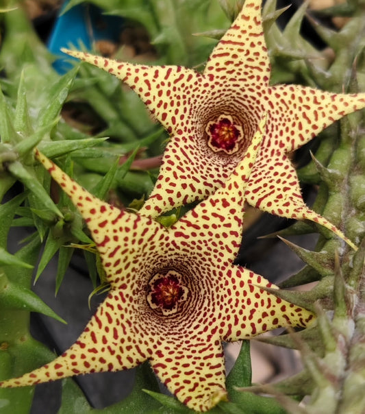 Orbea x huernia ' Dotted Moon ' hybrid seeds