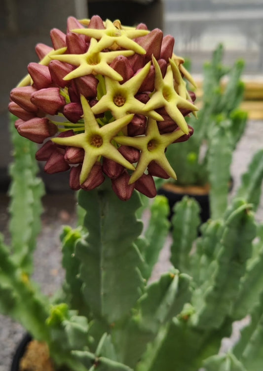 Caralluma acutangula x Desmidorchis tardellii hybrid seeds
