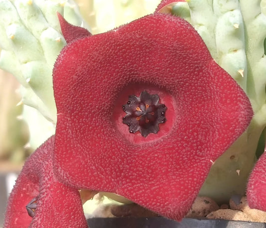 Lavrania x Huernia hybrid seeds