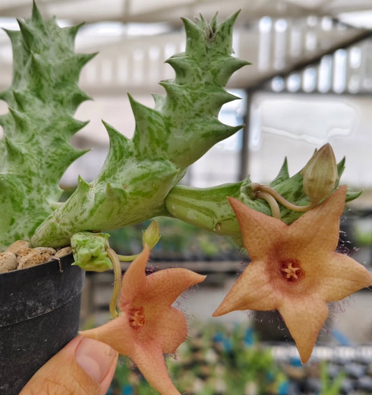 Duvalia sulcata x Whitesloanea crassa ' Peaches ' hybrid seeds