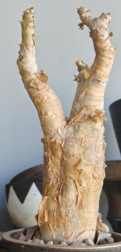 Cyphostemma currori seeds