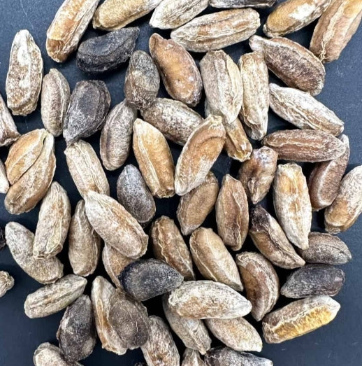 Cyphostemma bainesii seeds