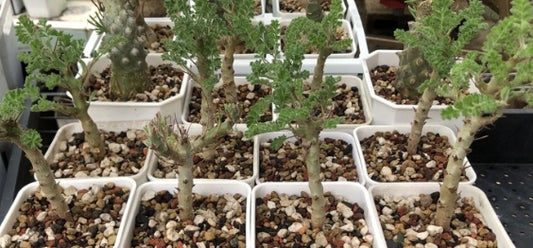 Pelargonium alternans seeds