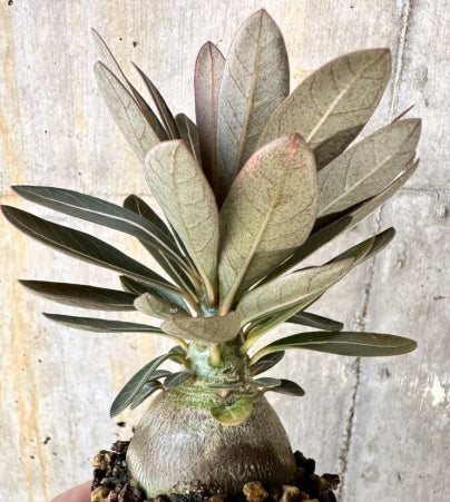 Adenium socotranum seeds