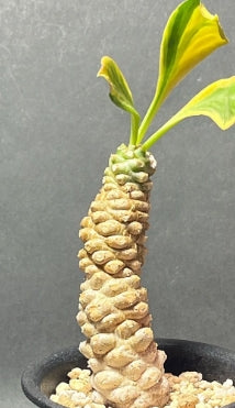Euphorbia poissonii seeds