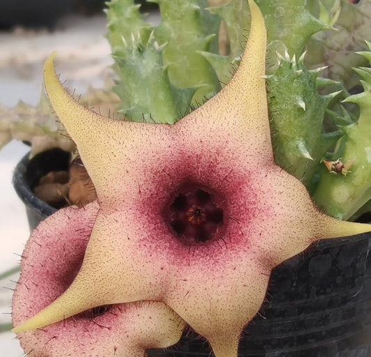 Orbea x Huernia ' Hyper ' hybrid seeds