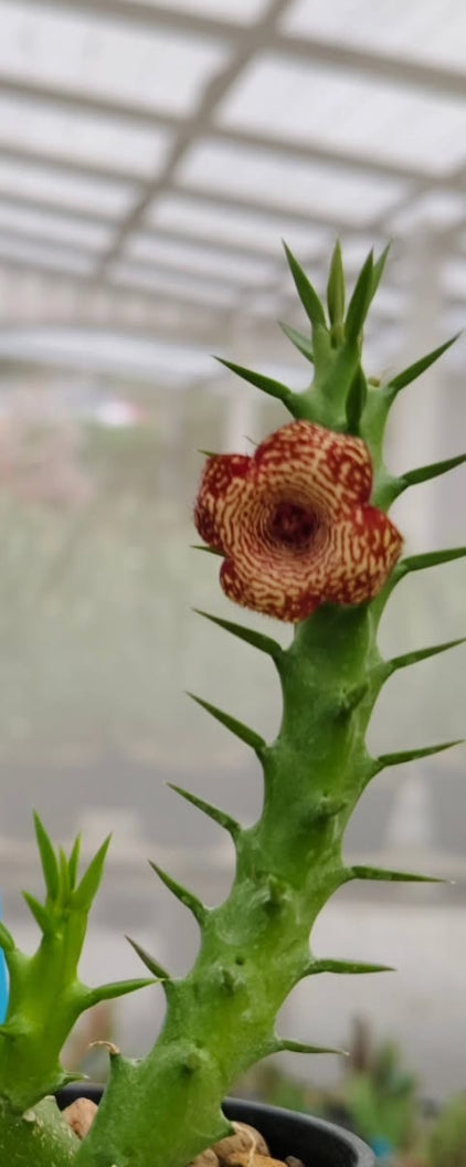 Frerea x Huernia ' Snow flake ' hybrid seeds