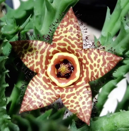 Orbea 'Honey Bee' hybrid seeds