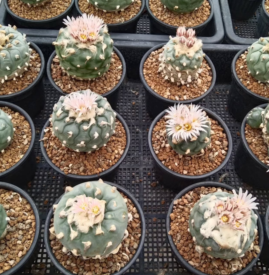 Lophophora koehresii seeds