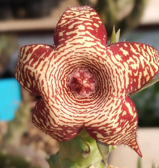 Frerea x Huernia ' Snow flake ' hybrid seeds