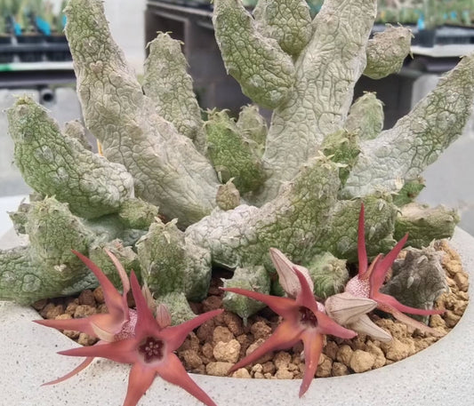 Stapelianthus insignis x Pseudolithos migiurtinus ' Cherry ' hybrid seeds