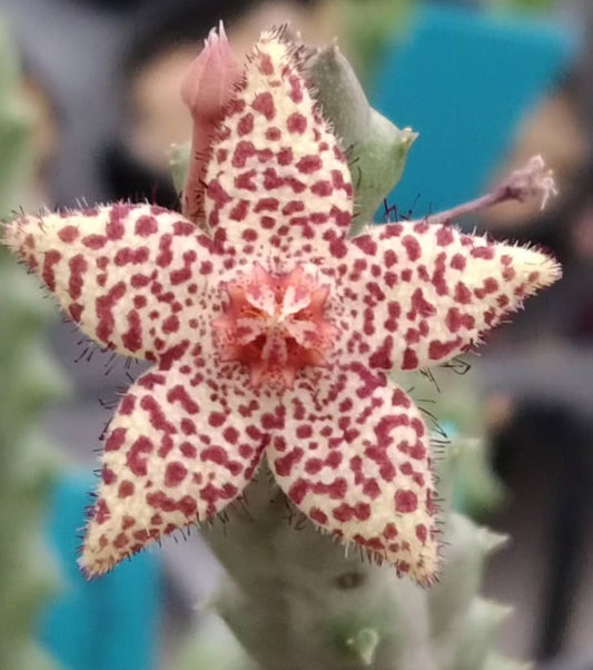 Piaranthus comptus x Orbea cooperi hybrid seeds