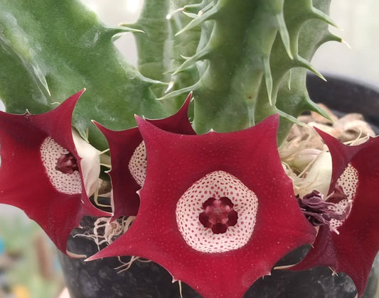 Huernia 'Eyeball' hybrid seeds