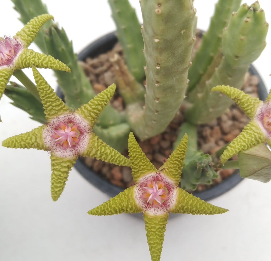 Stapelia flavopurpurea green seeds