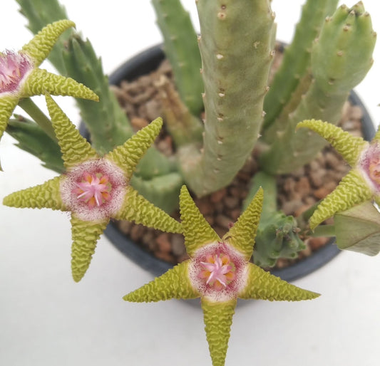 Stapelia flavopurpurea green seeds