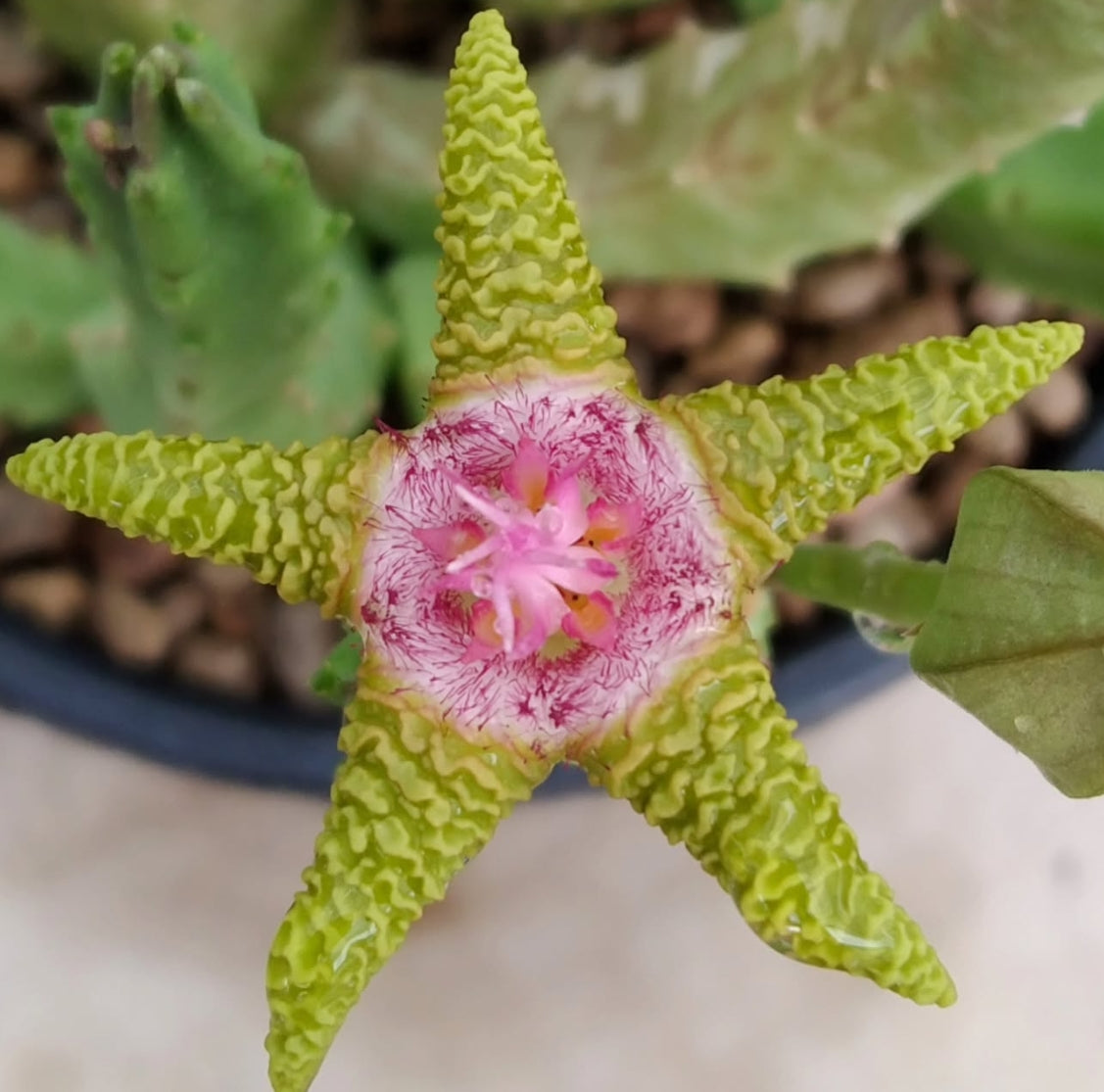 Stapelia flavopurpurea green seeds