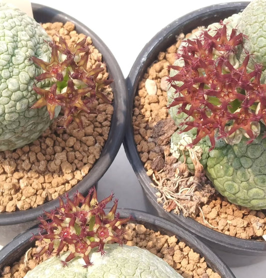 Pseudolithos migiurtinus seeds