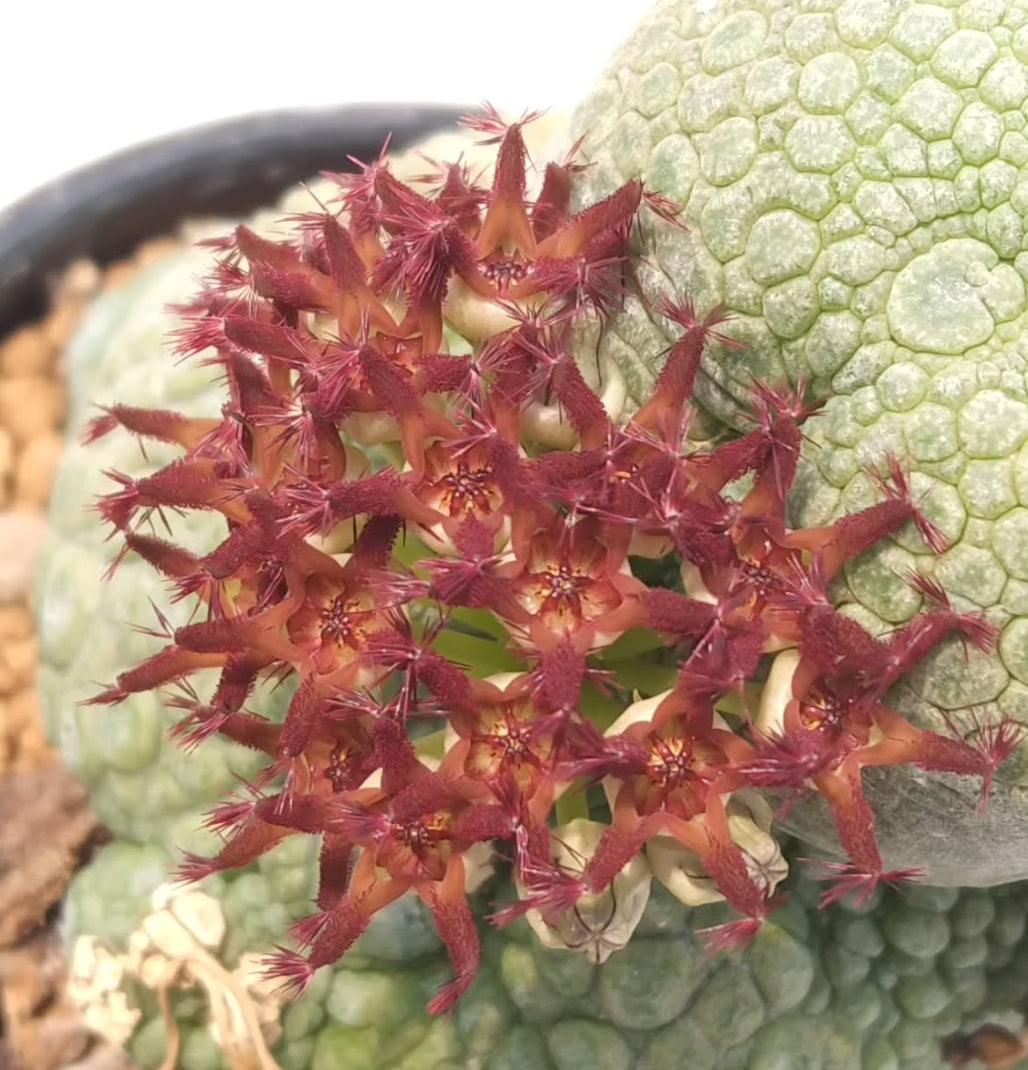 Pseudolithos migiurtinus seeds