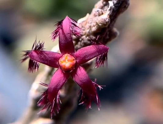 Rhytidocaulon ciliatum red seeds