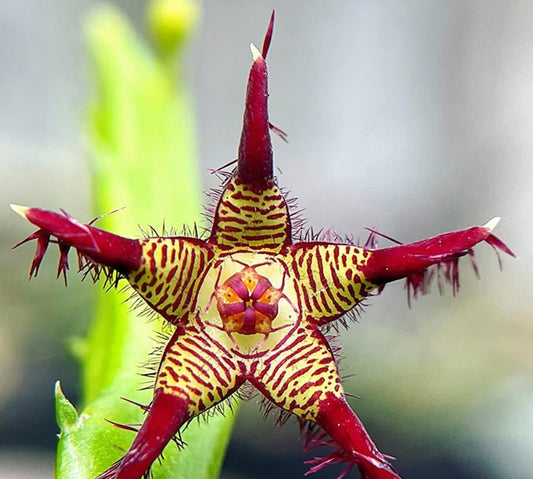Caralluma adscendens seeds