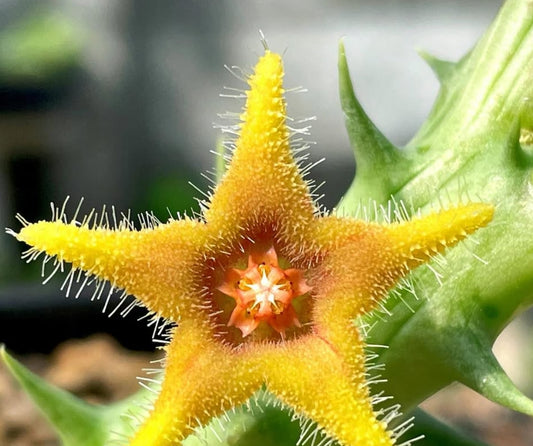 Orbea ‘ double star ‘ Hybrid seeds