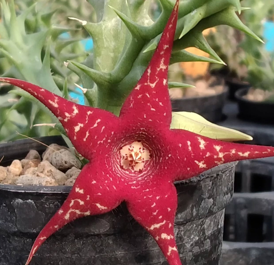 Orbea x Huernia ' Christmas Star ' hybrid seeds