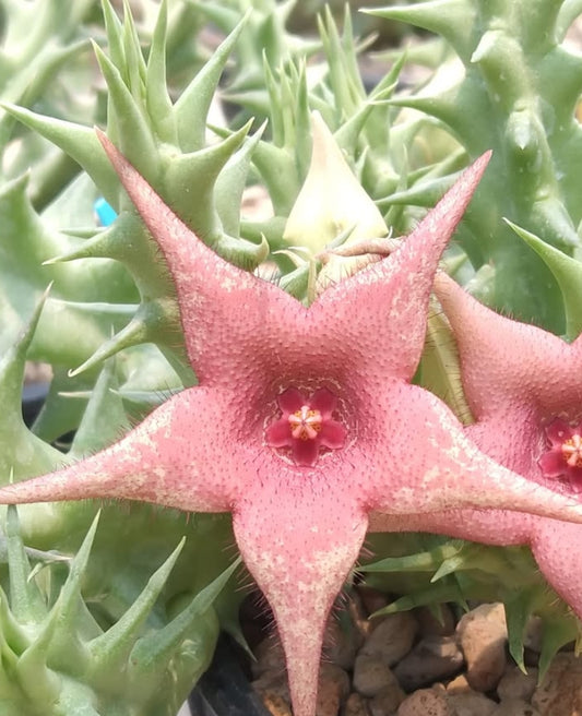 Huernia Pink Vanilla hybrid seeds