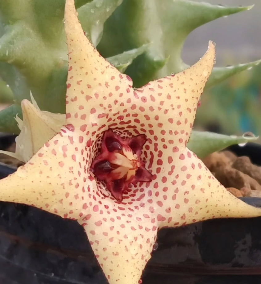 Orbea x Huernia ' Vanilla Cream ' hybrid seeds
