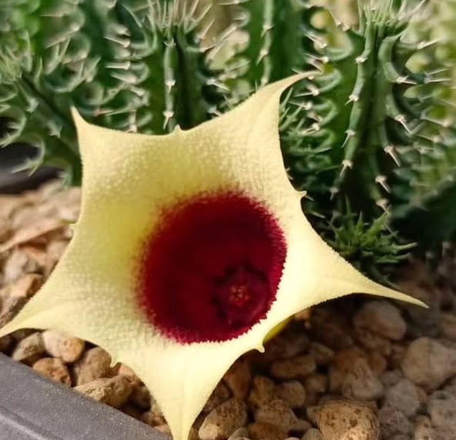 Tavaresia ' Moon' hybrid seeds