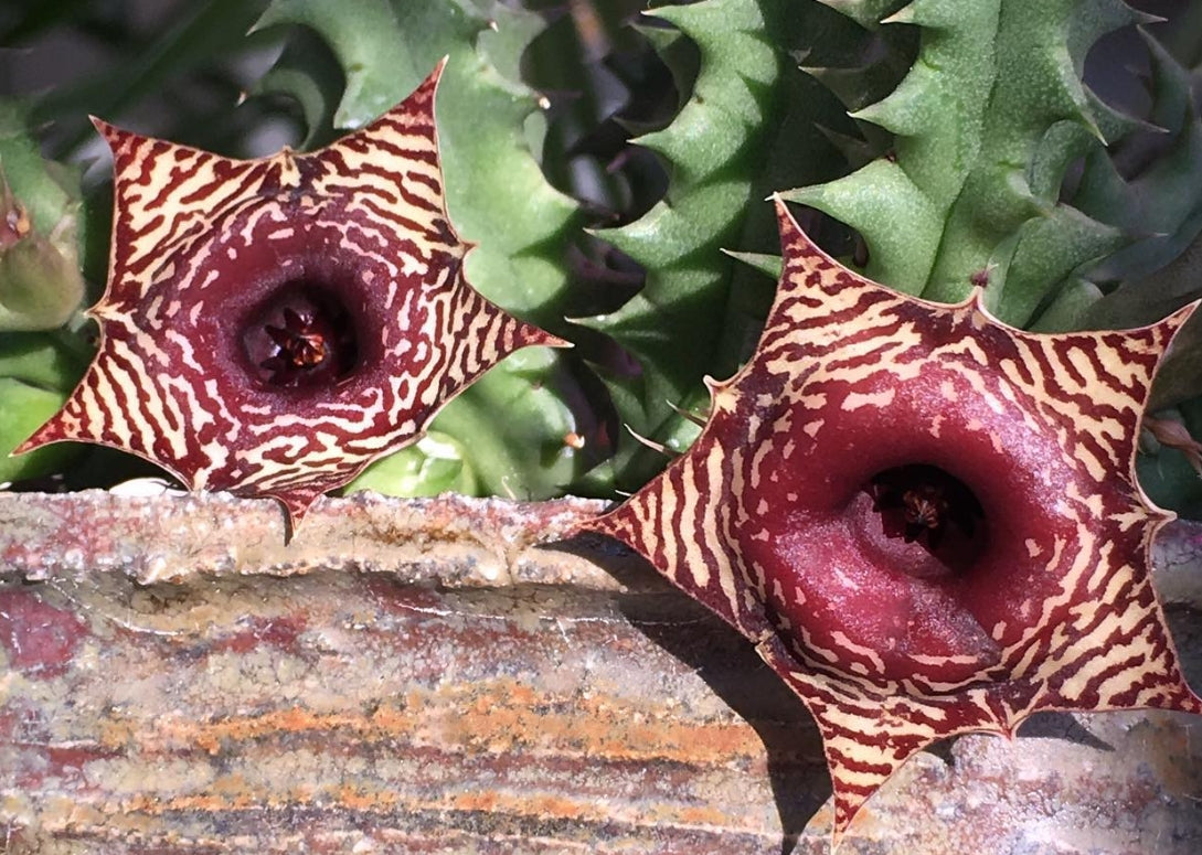 Huernia Red Barcode seeds