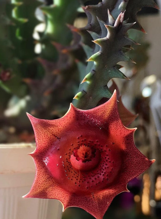 Huernia Red Jewel seeds