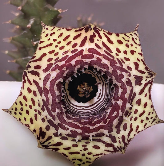 Huernia Starburst hybrid seeds