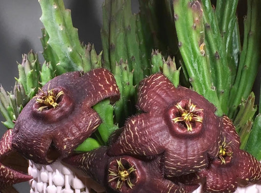 Stapelia (Orbea) Mutabilis seeds