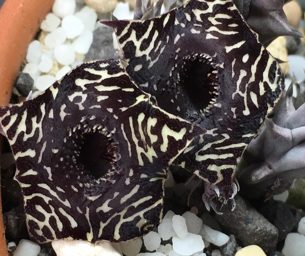 Huernia Saudi-Arabica hybrid seeds