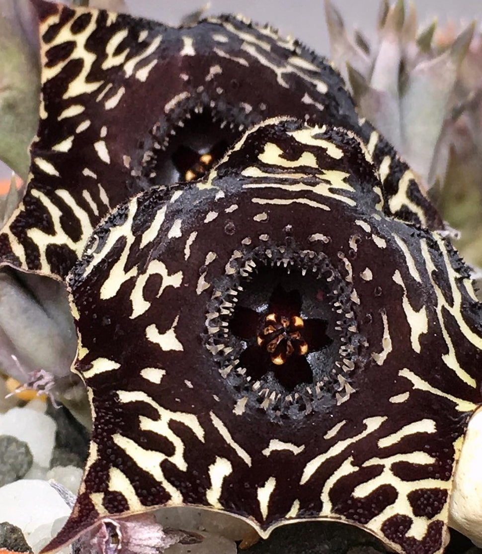 Huernia Saudi-Arabica hybrid seeds