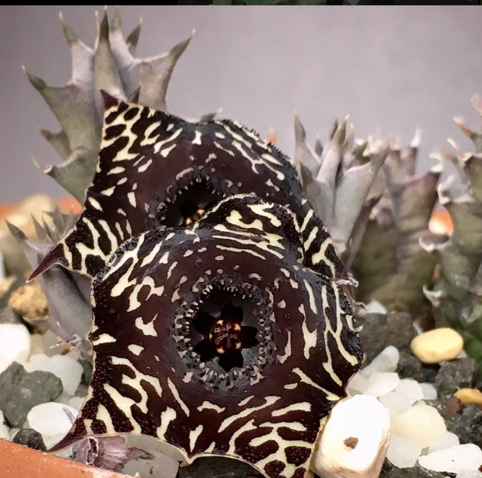 Huernia Saudi-Arabica hybrid seeds