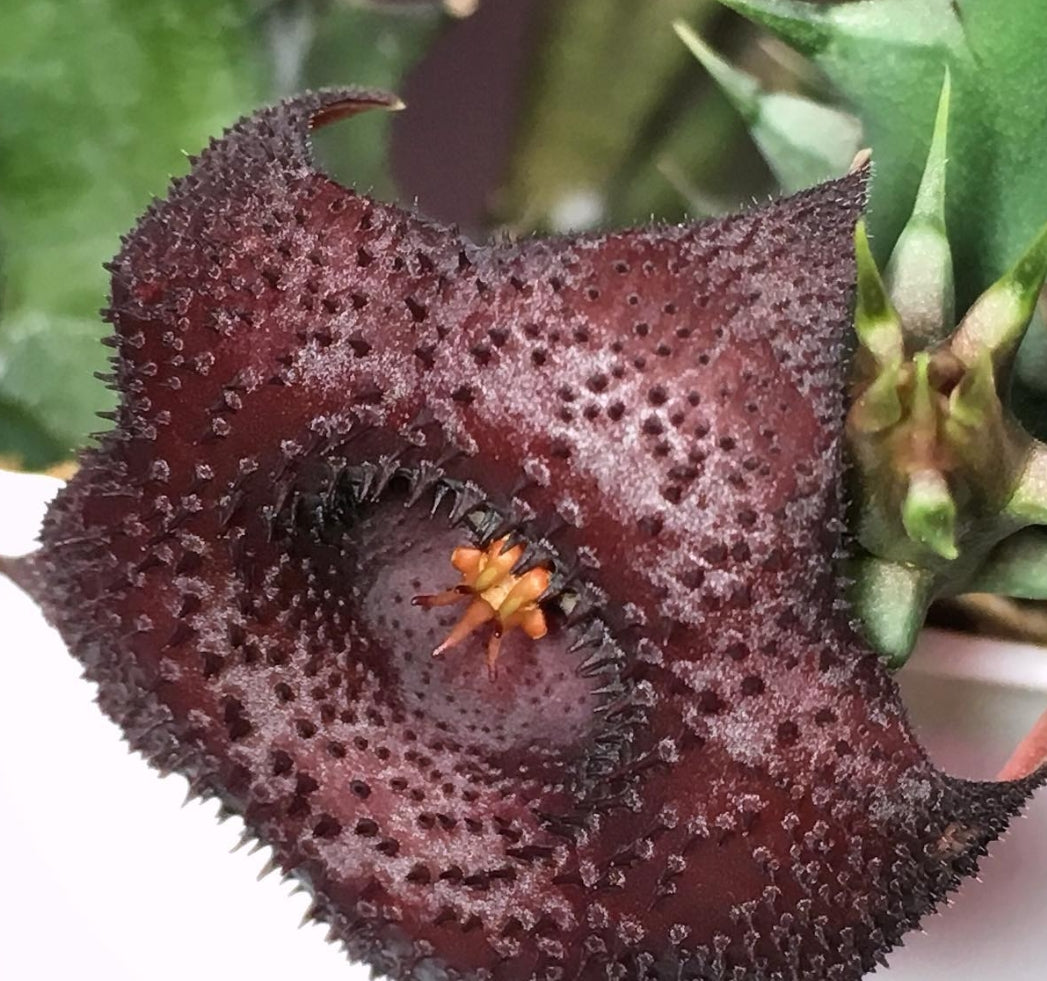 Huernia Sea Urchin hybrid seeds