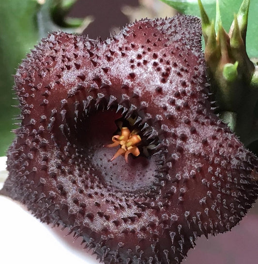 Huernia Sea Urchin hybrid seeds