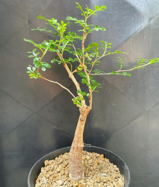 Operculicarya decaryi seeds