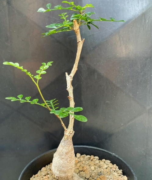 Operculicarya decaryi seeds