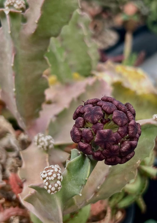 Caralluma acutangula seeds