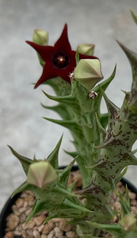 Orbea commutata seeds