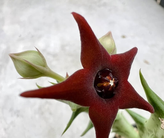 Orbea commutata seeds