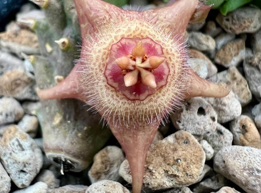 Duvalia corderoyi hybrid seeds