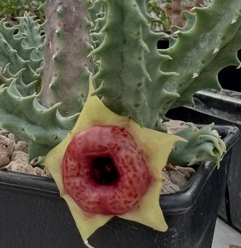 Huernia Red Belly seeds