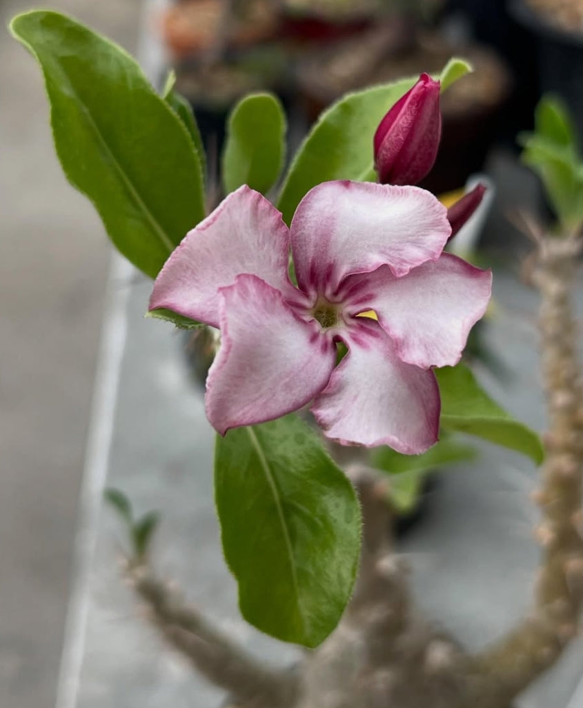 Pachypodium saundersii seeds