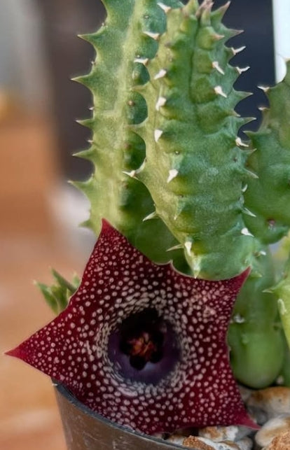 Huernia thuretii x macrocarpa seeds